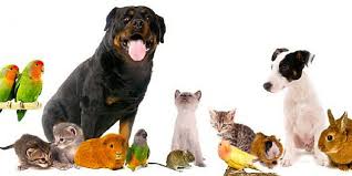 Chien, chat, cheval… retrouverons-nous nos animaux de compagnie au Paradis ?